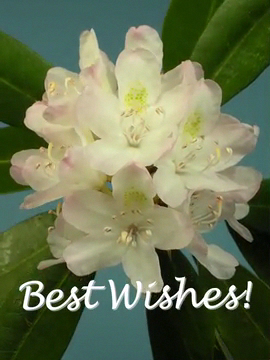 Bokay® Best Wishes